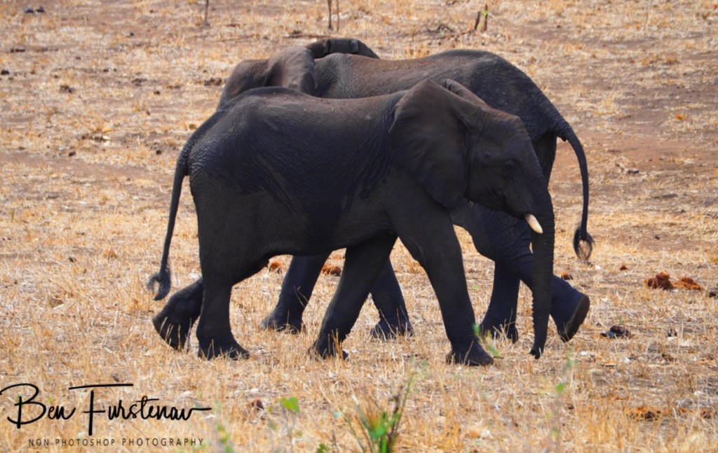 Majete Wildlife Reserve, Malawi, Africa