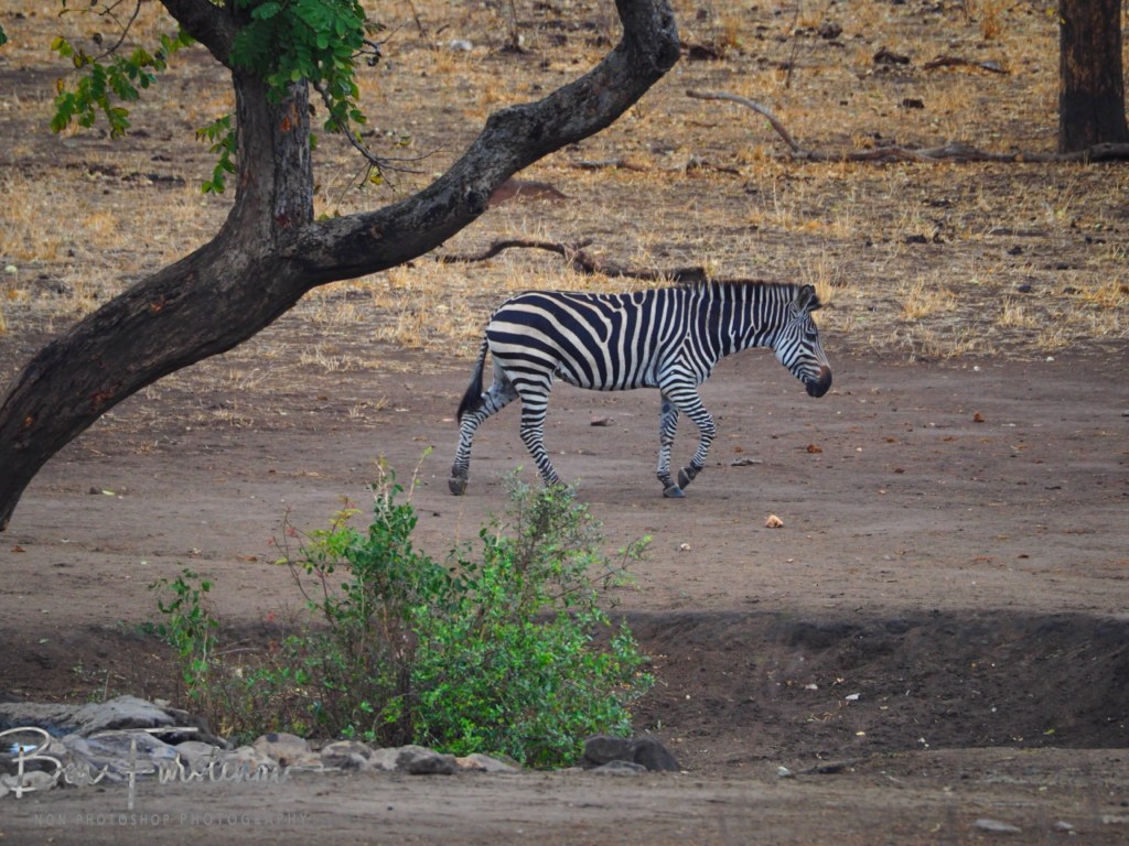 Majete Wildlife Reserve, Malawi, Africa