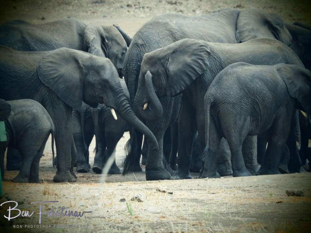 Majete Wildlife Reserve, Malawi, Africa