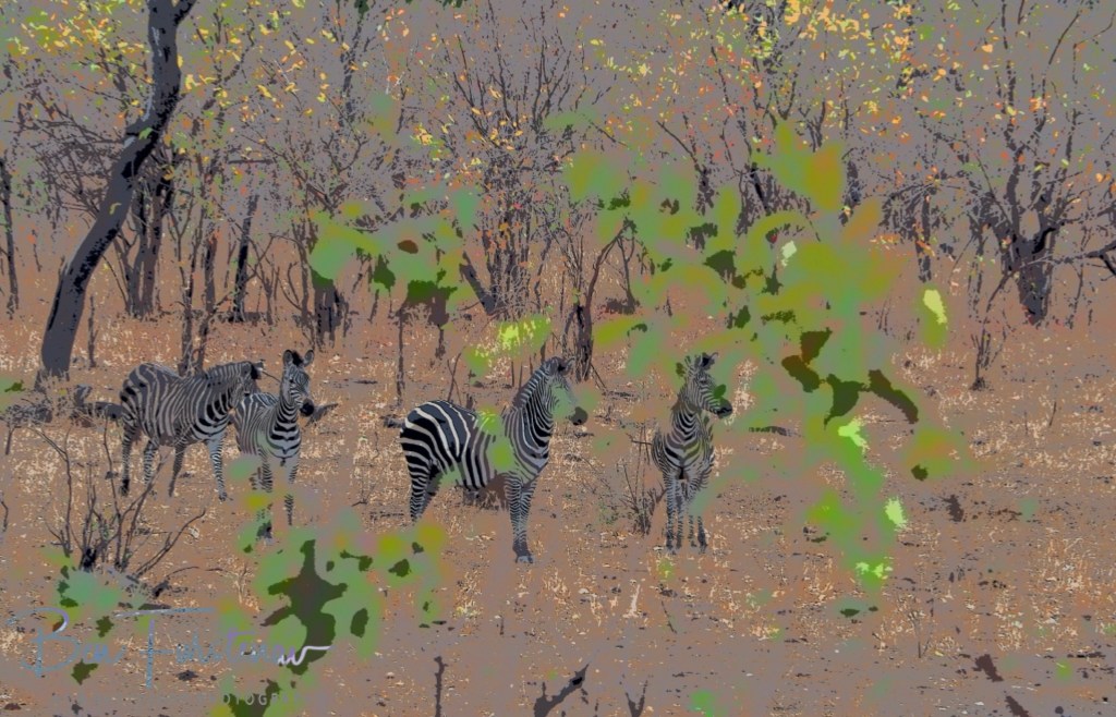 Majete Wildlife Reserve, Malawi, Africa