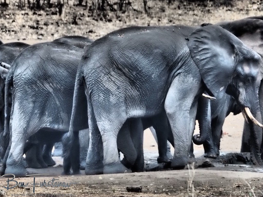 Majete Wildlife Reserve, Malawi, Africa