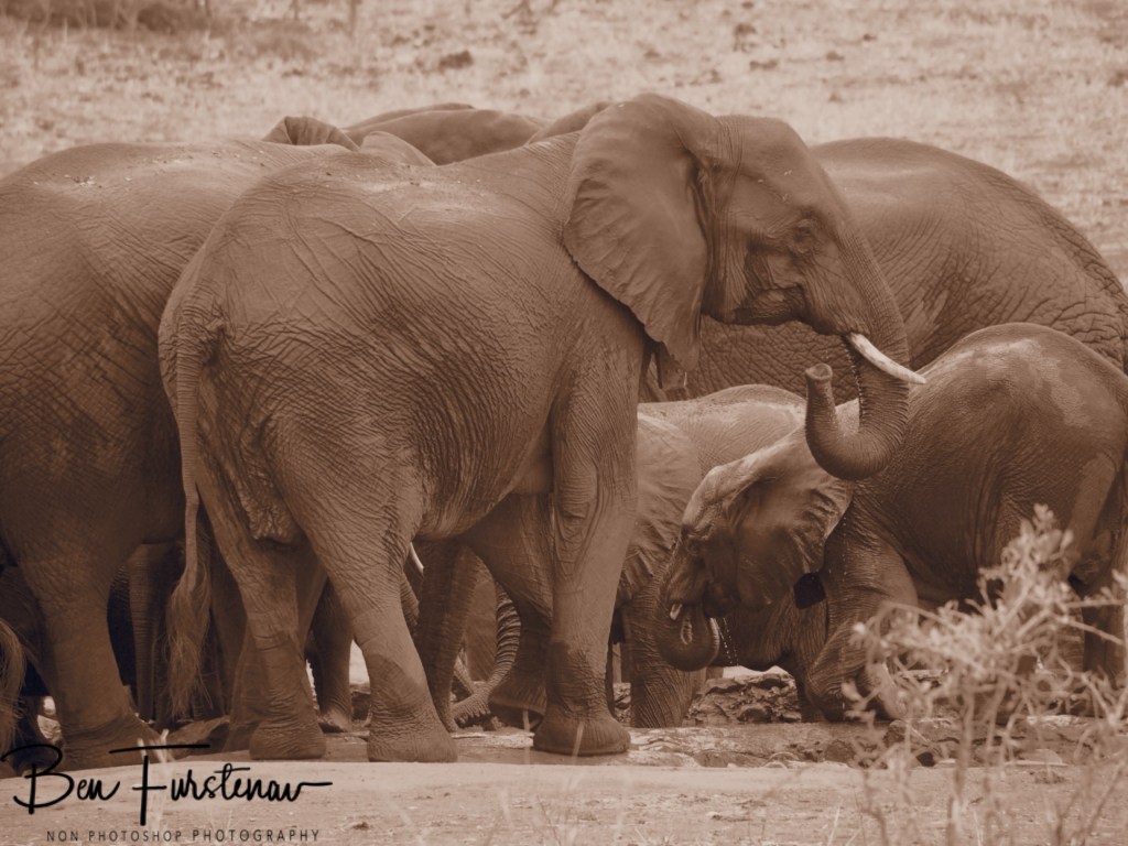 Majete Wildlife Reserve, Malawi, Africa
