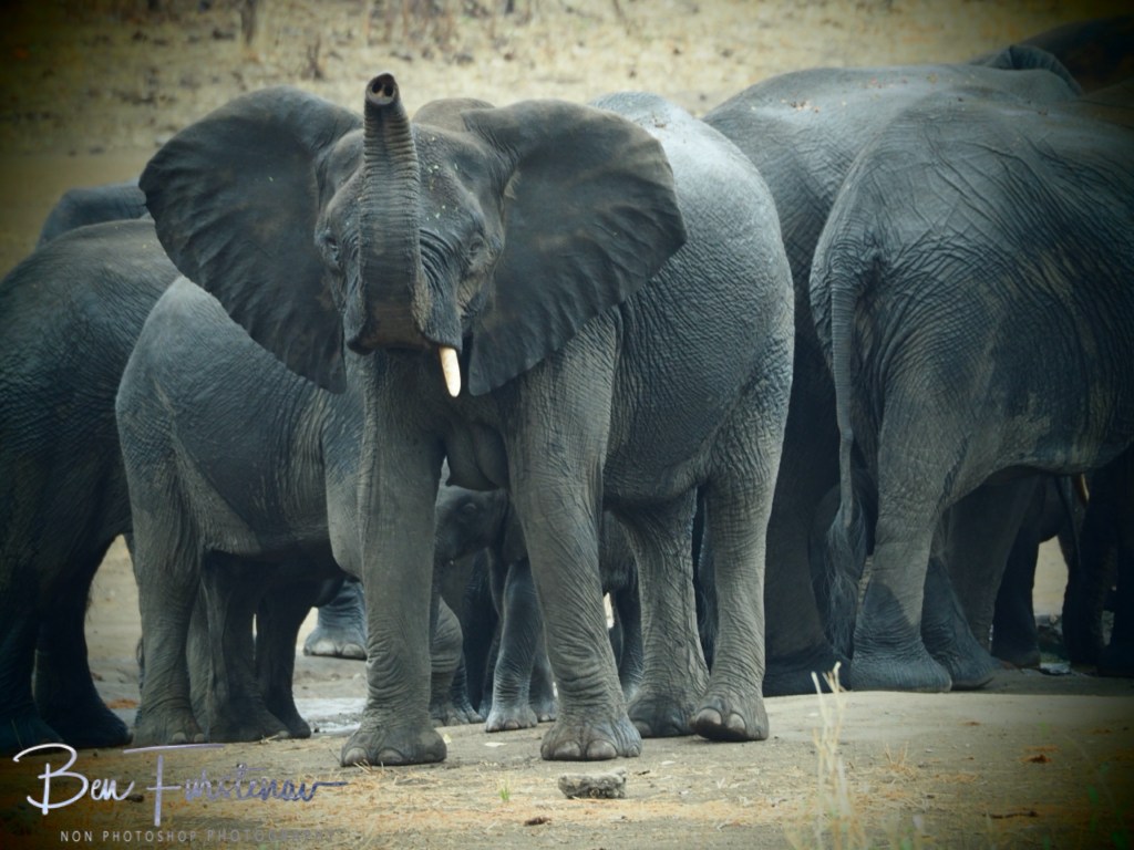 Majete Wildlife Reserve, Malawi, Africa