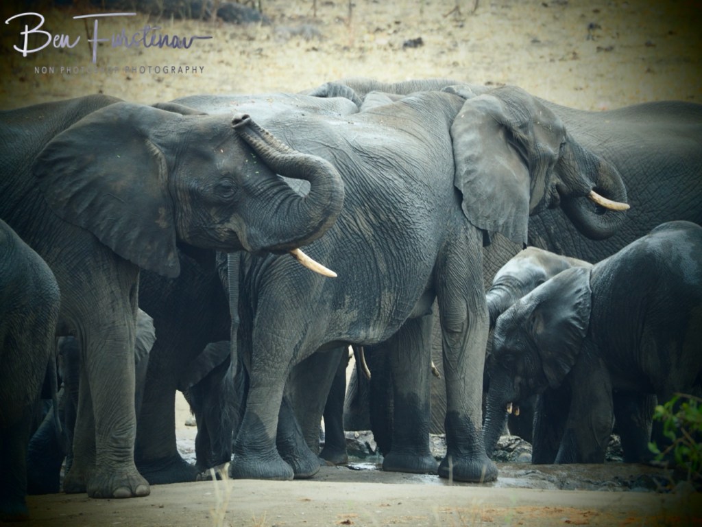 Majete Wildlife Reserve, Malawi, Africa