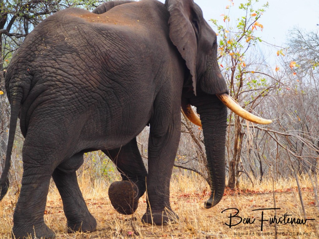 Majete Wildlife Reserve, Malawi, Africa