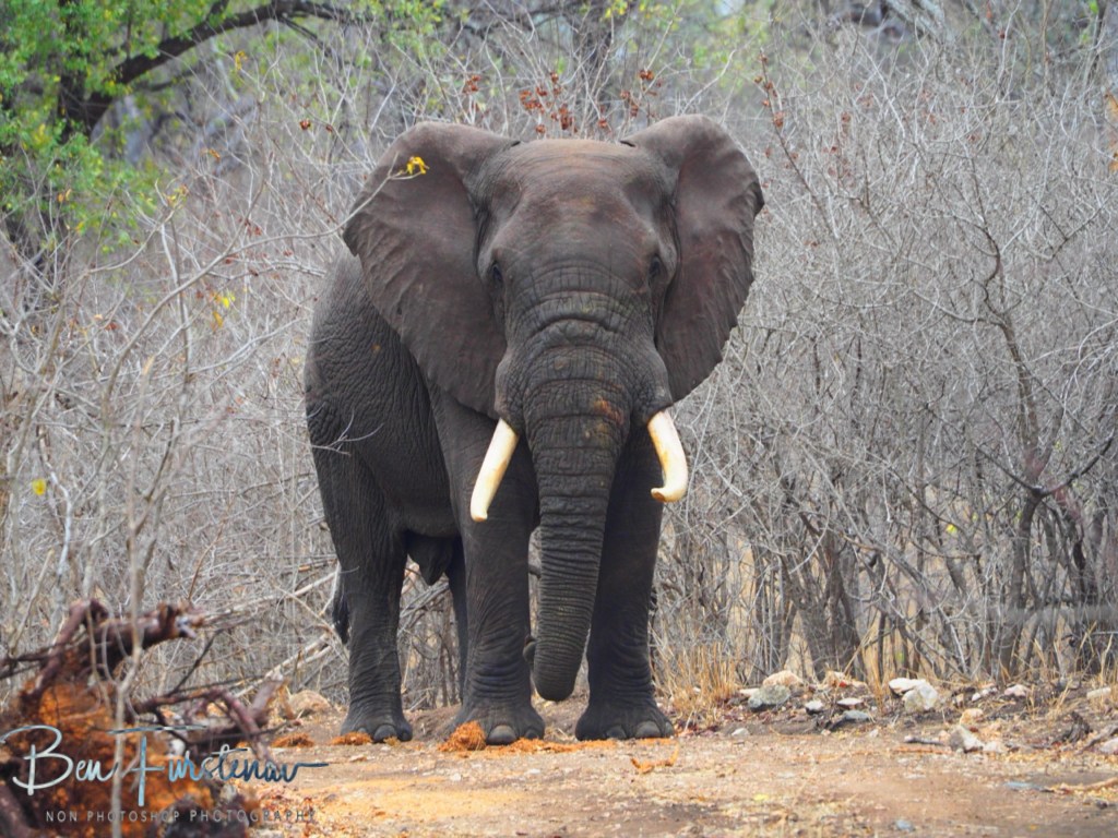 Majete Wildlife Reserve, Malawi, Africa