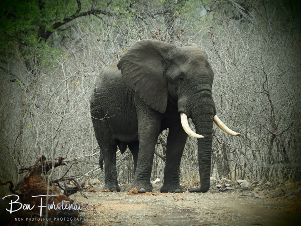 Majete Wildlife Reserve, Malawi, Africa