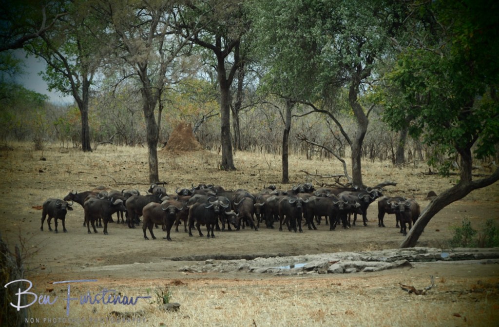 Majete Wildlife Reserve, Malawi, Africa
