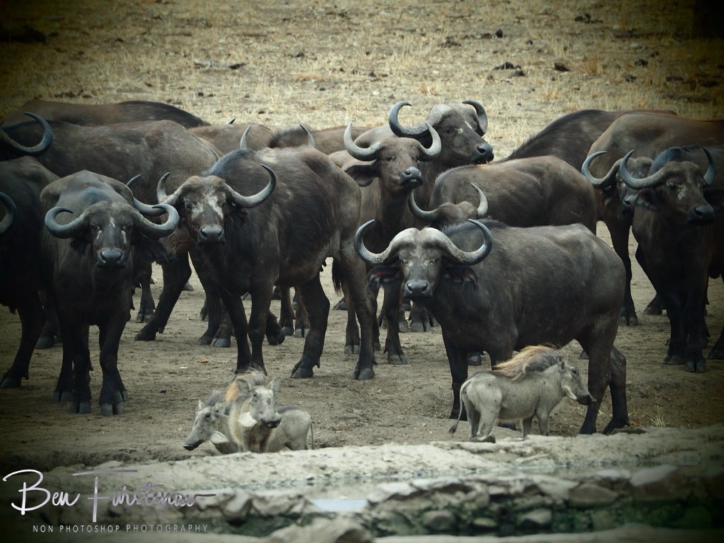 Majete Wildlife Reserve, Malawi, Africa