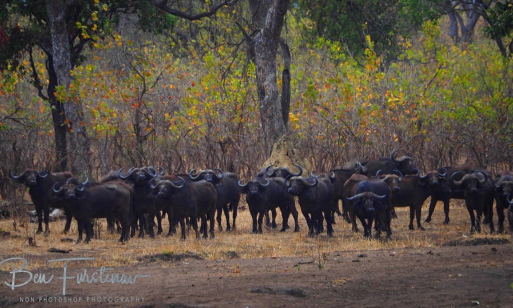 Majete Wildlife Reserve, Malawi, Africa