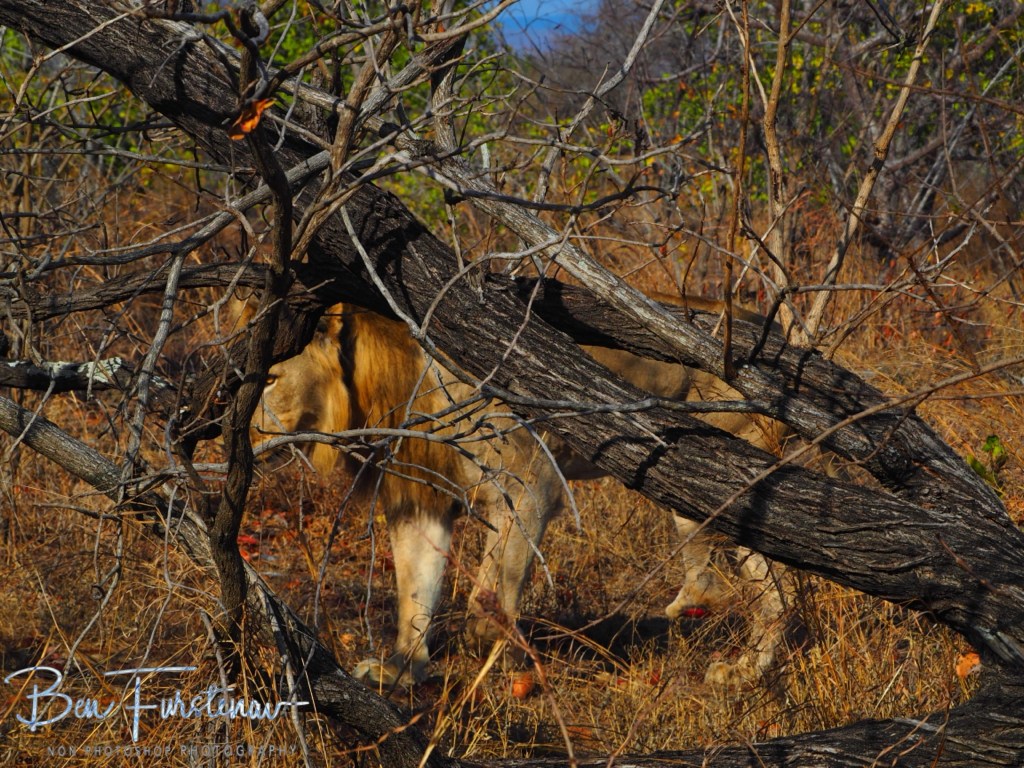 Majete Wildlife Reserve, Malawi, Africa