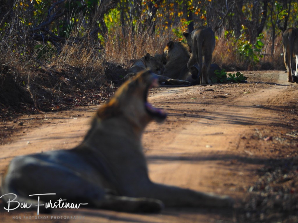 Majete Wildlife Reserve, Malawi, Africa