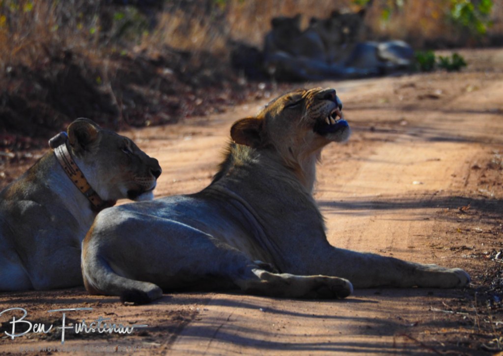 Majete Wildlife Reserve, Malawi, Africa