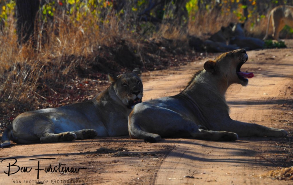 Majete Wildlife Reserve, Malawi, Africa