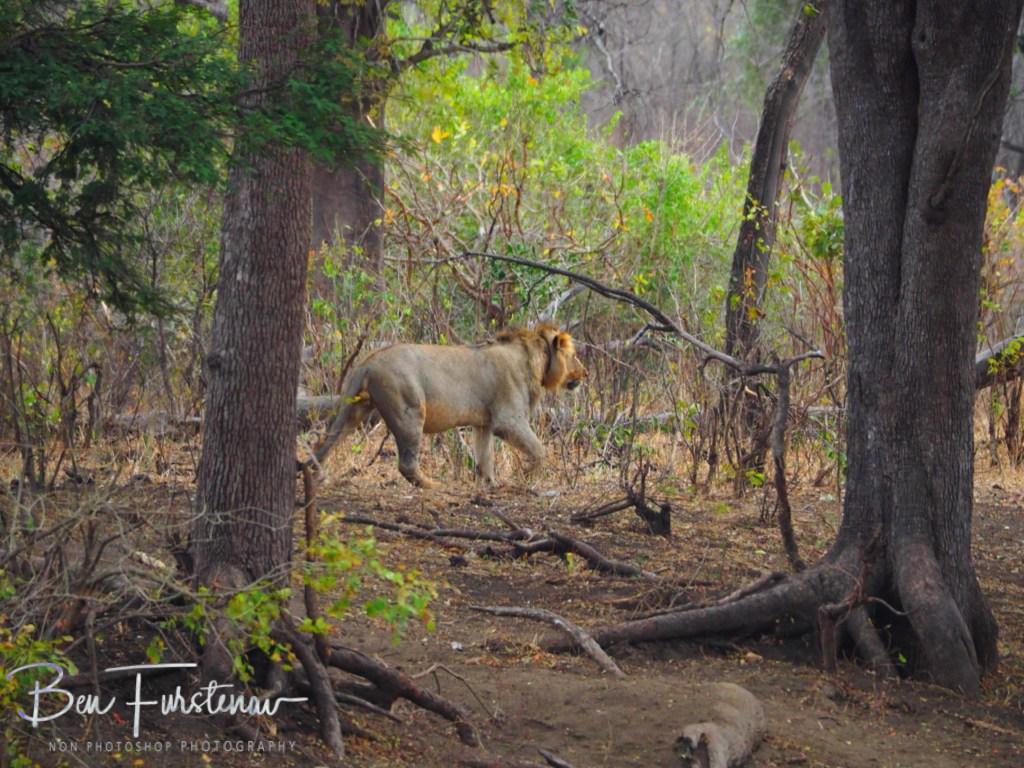 Majete Wildlife Reserve, Malawi, Africa