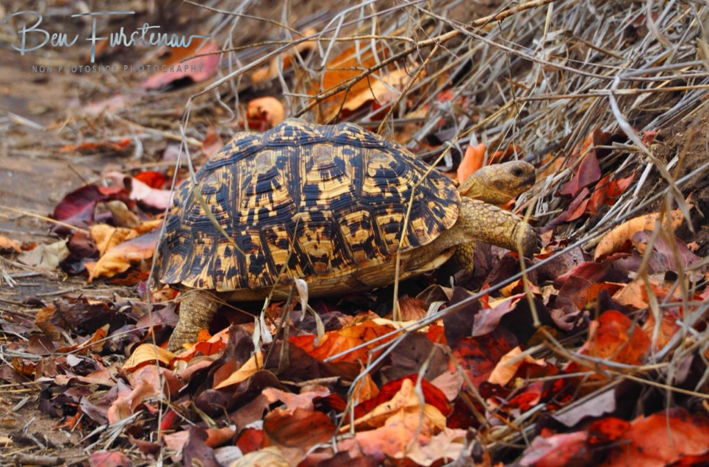 Majete Wildlife Reserve, Malawi, Africa