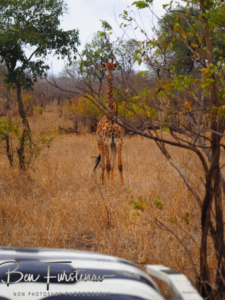 Majete Wildlife Reserve, Malawi, Africa