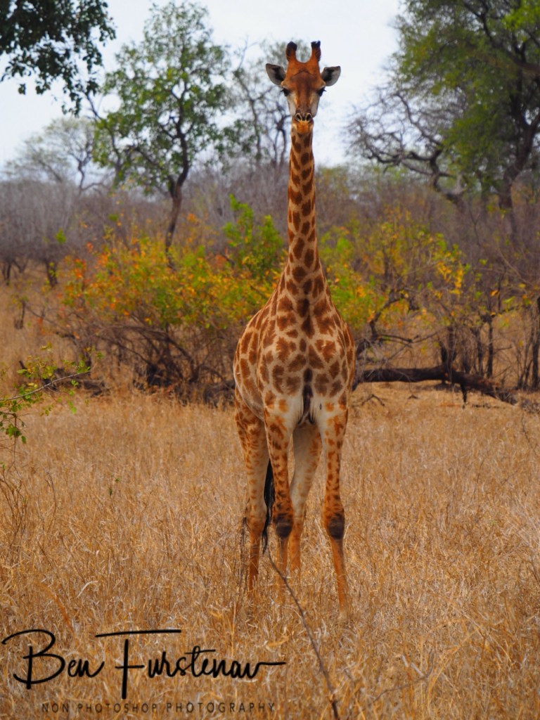 Majete Wildlife Reserve, Malawi, Africa