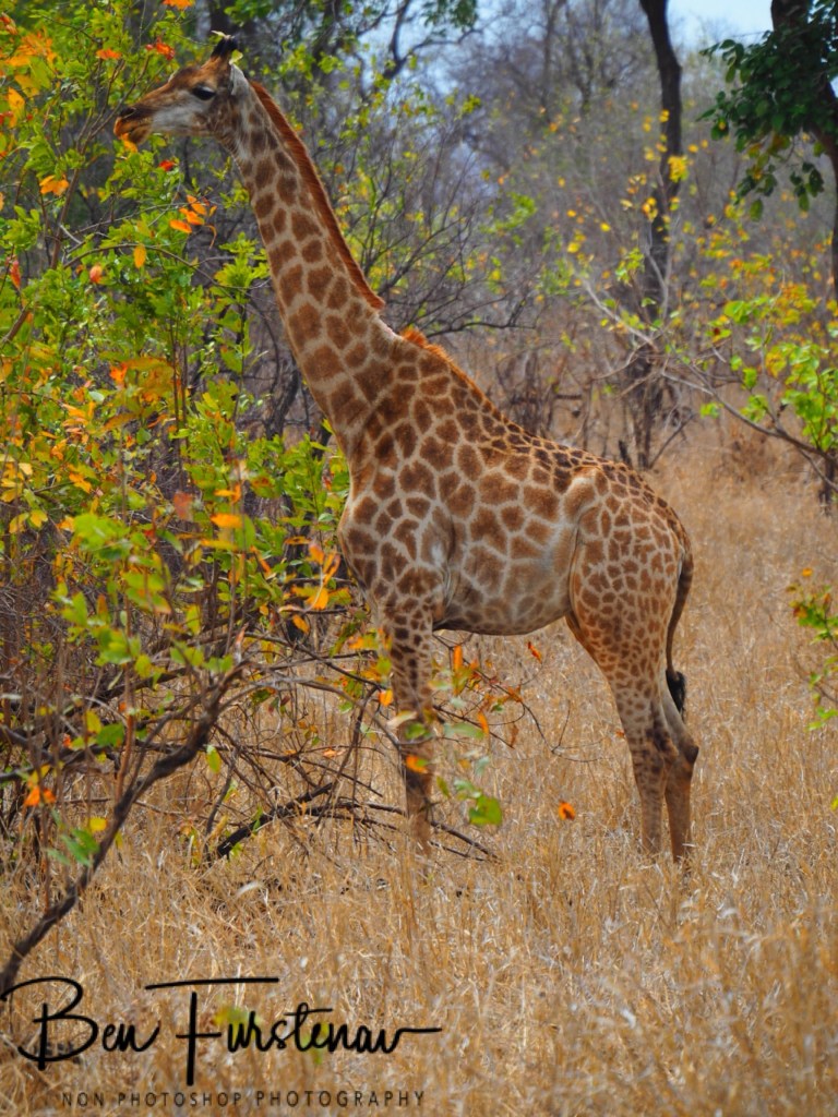 Majete Wildlife Reserve, Malawi, Africa