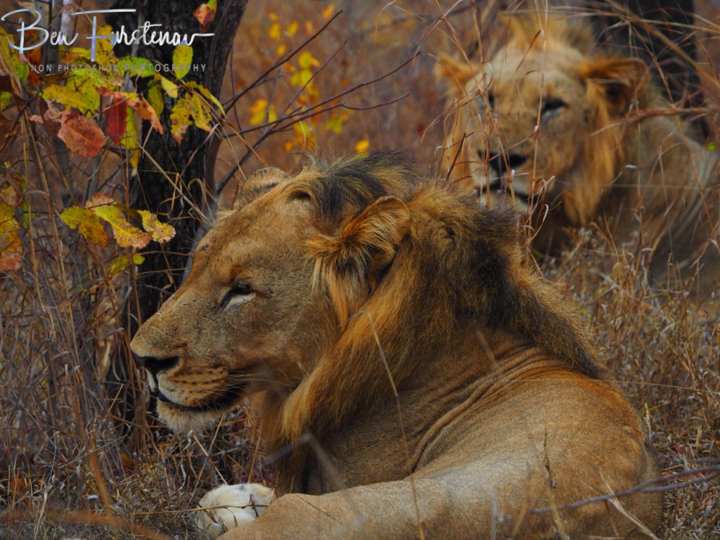 Majete Wildlife Reserve, Malawi, Africa