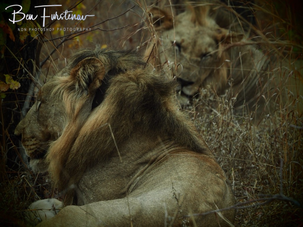 Majete Wildlife Reserve, Malawi, Africa