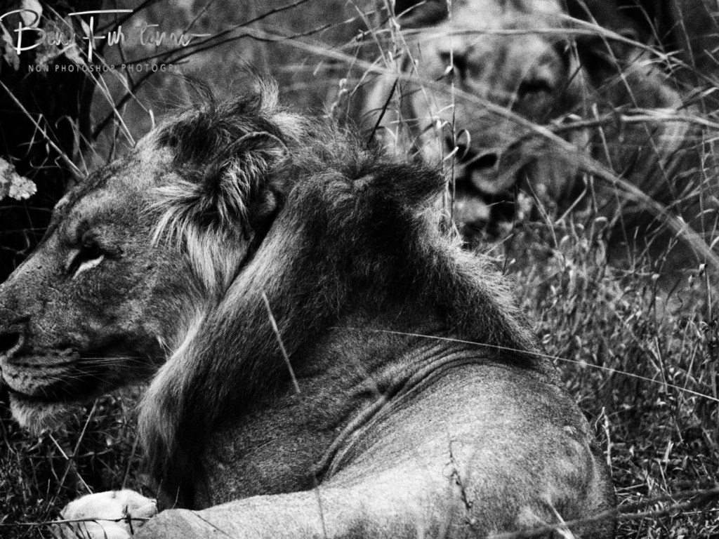 Majete Wildlife Reserve, Malawi, Africa