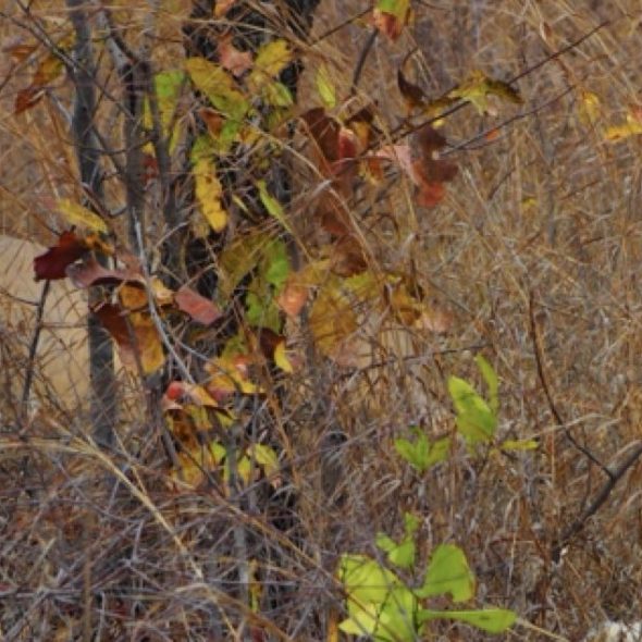 Majete Wildlife Reserve, Malawi, Africa