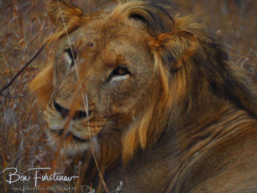 Majete Wildlife Reserve, Malawi, Africa