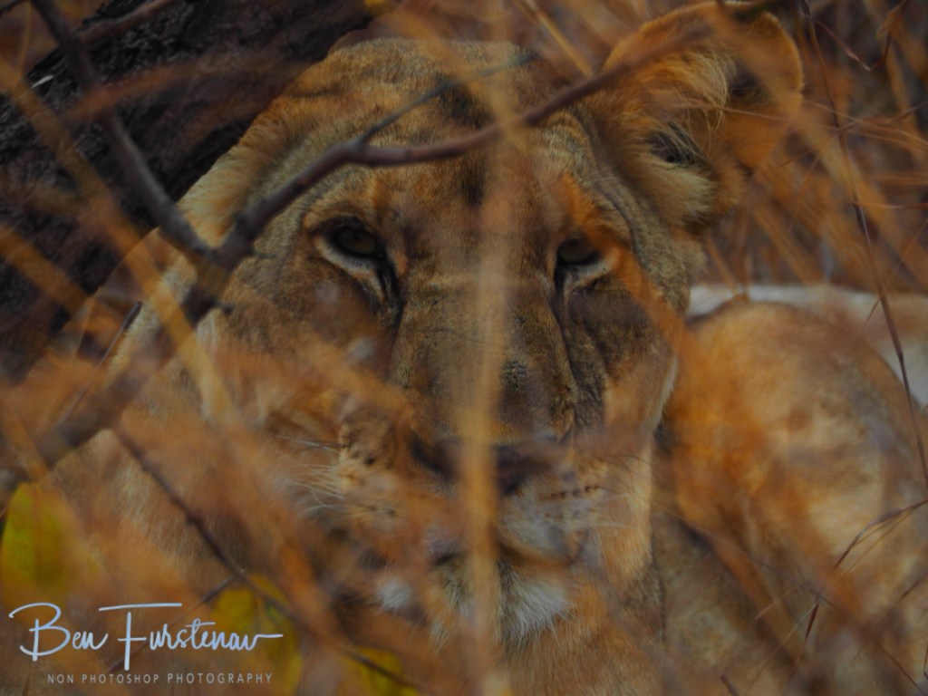 Majete Wildlife Reserve, Malawi, Africa