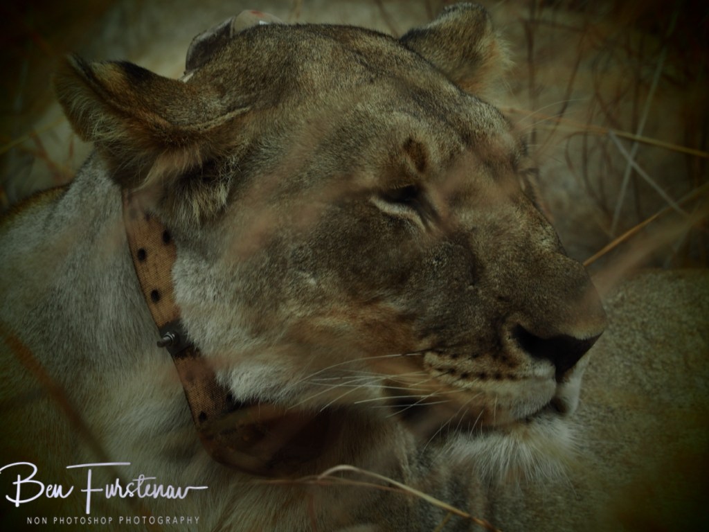 Majete Wildlife Reserve, Malawi, Africa