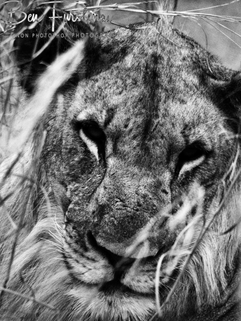 Majete Wildlife Reserve, Malawi, Africa