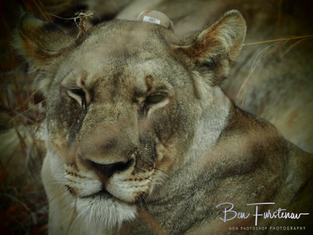 Majete Wildlife Reserve, Malawi, Africa