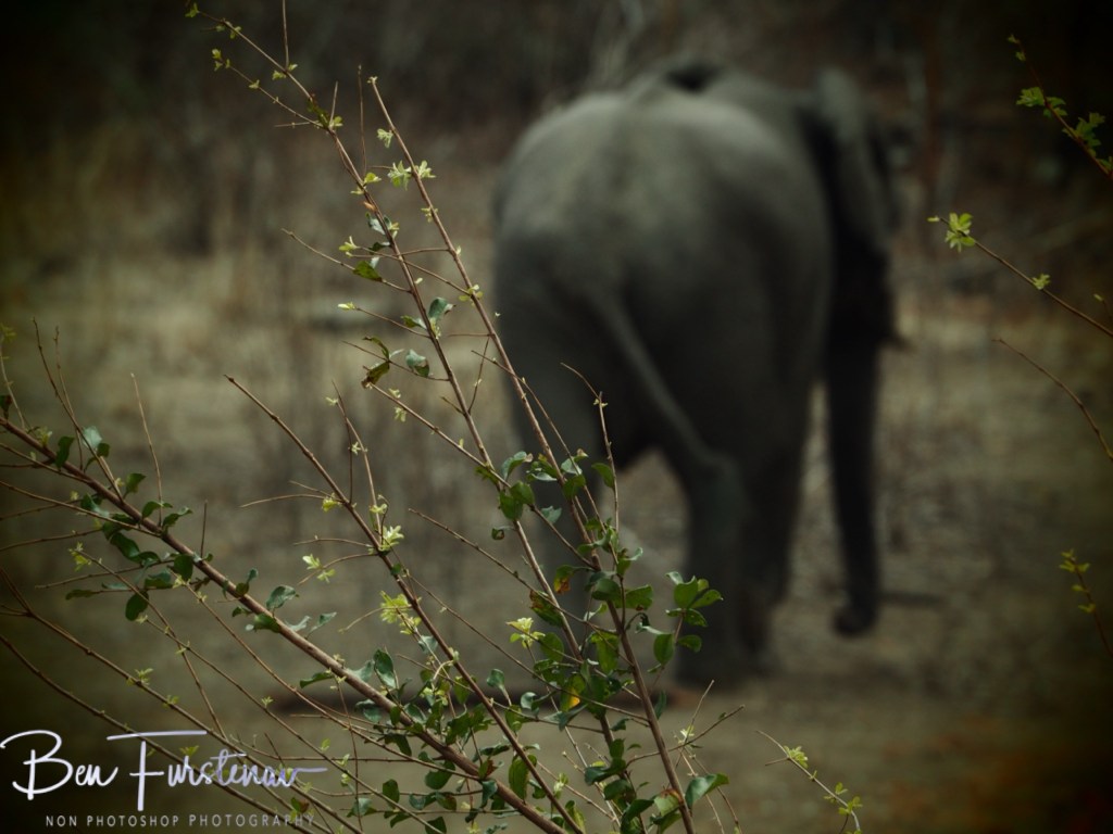 Majete Wildlife Reserve, Malawi, Africa