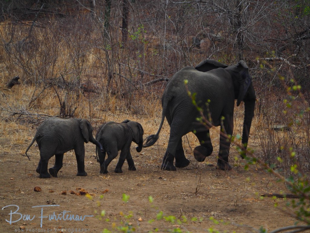 Majete Wildlife Reserve, Malawi, Africa