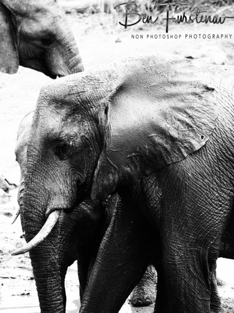 Majete Wildlife Reserve, Malawi, Africa