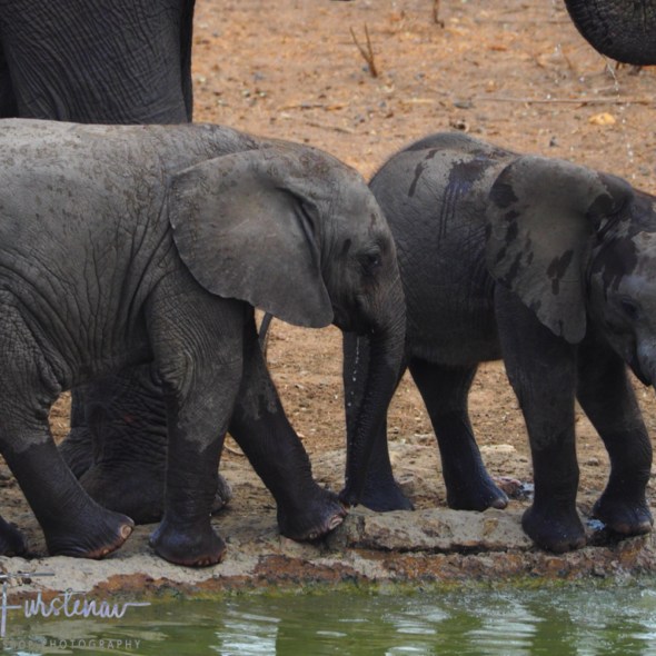 Majete Wildlife Reserve, Malawi, Africa