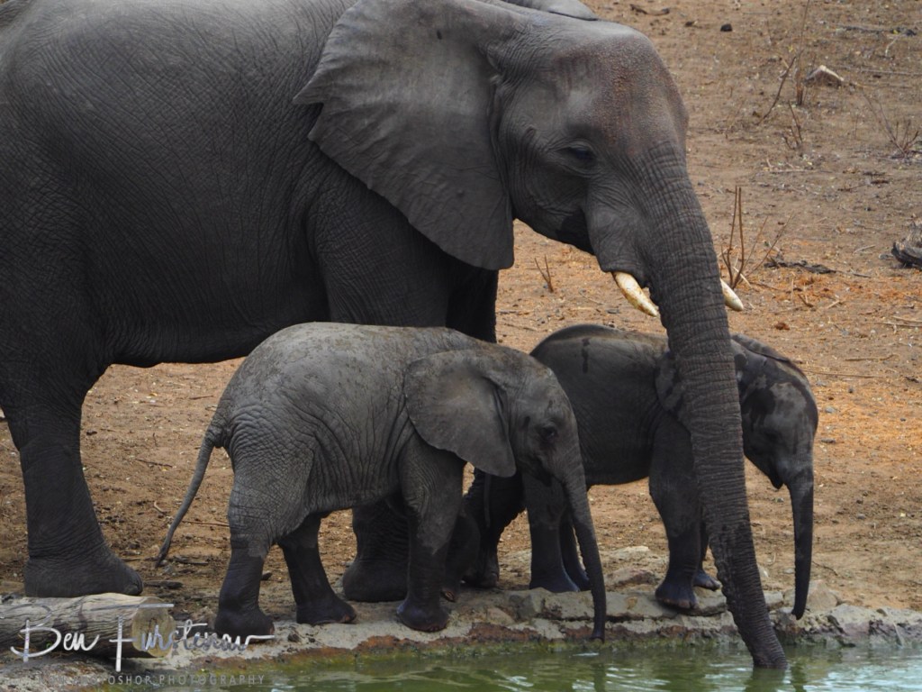 Majete Wildlife Reserve, Malawi, Africa