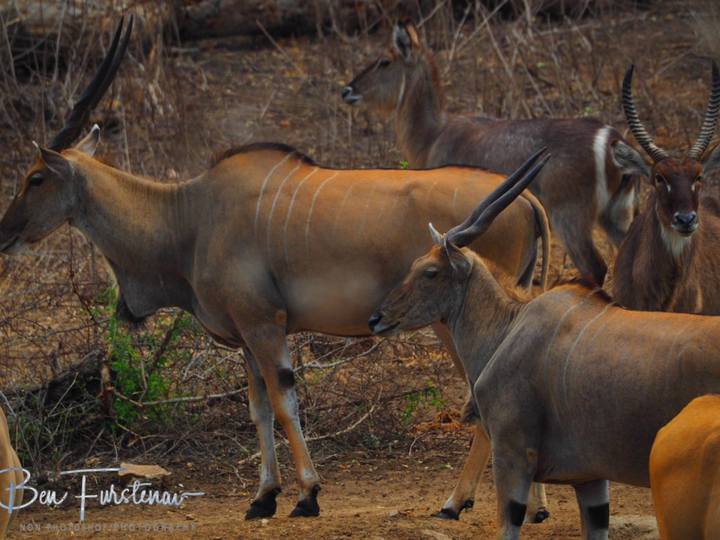 Majete Wildlife Reserve, Malawi, Africa
