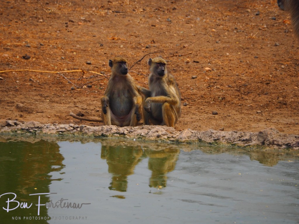 Majete Wildlife Reserve, Malawi, Africa