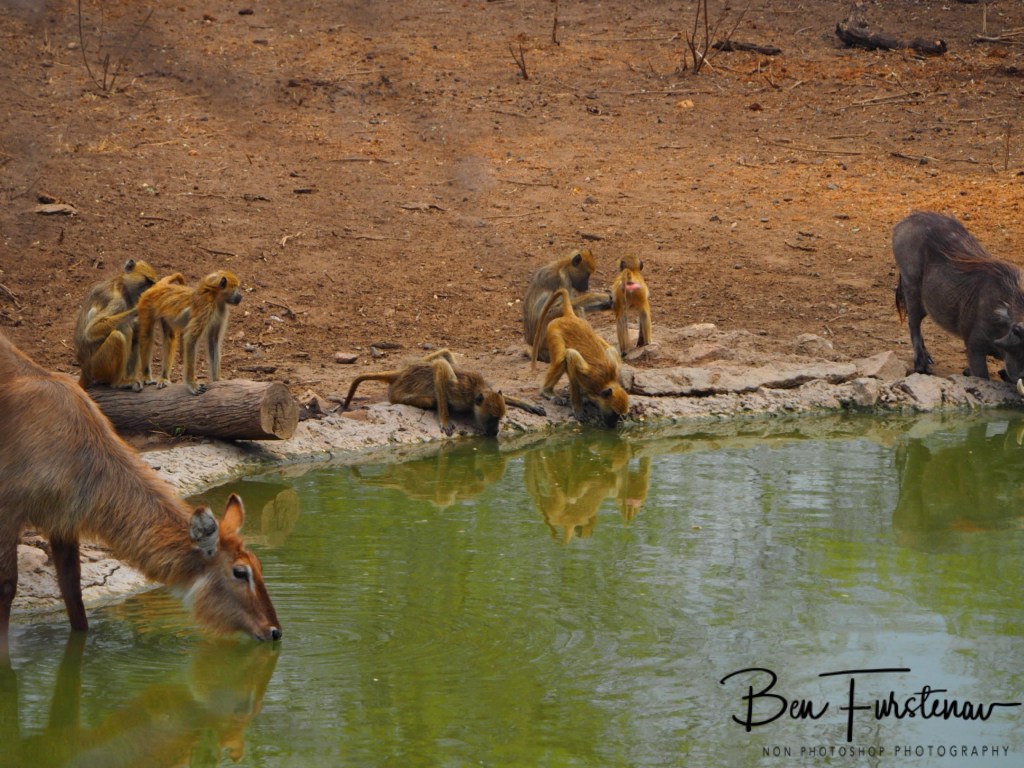 Majete Wildlife Reserve, Malawi, Africa
