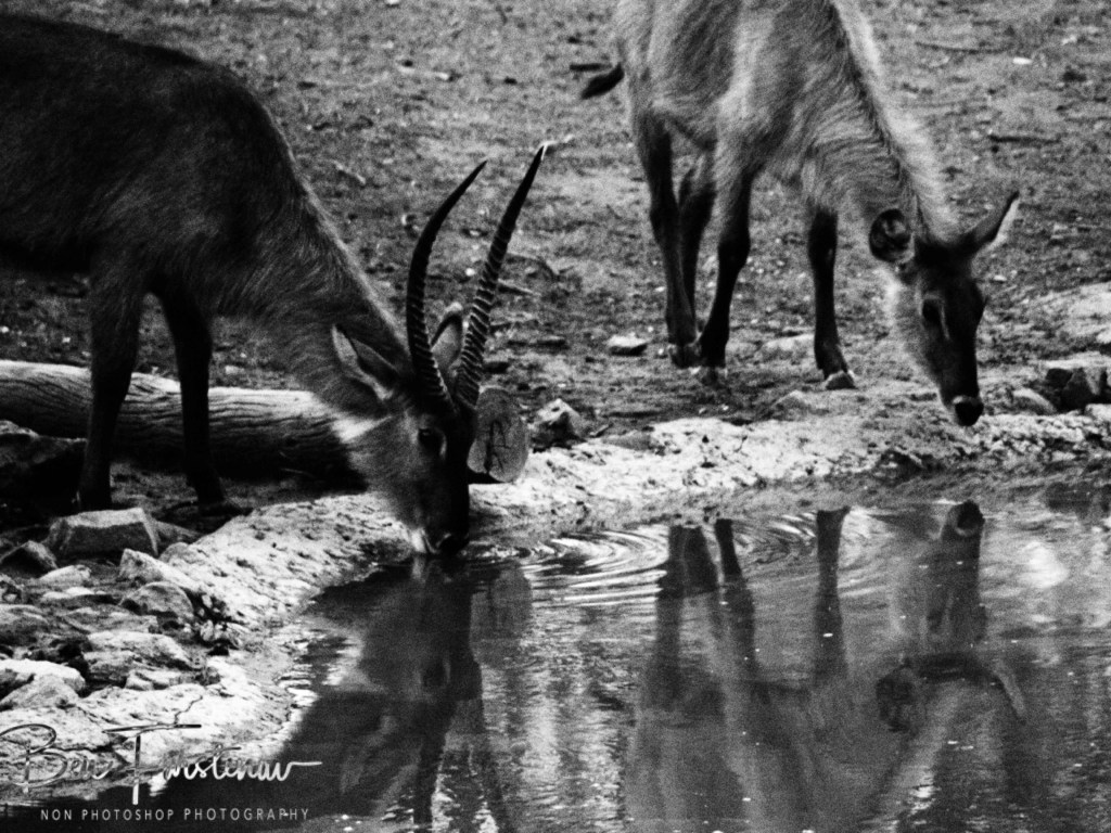 Majete Wildlife Reserve, Malawi, Africa