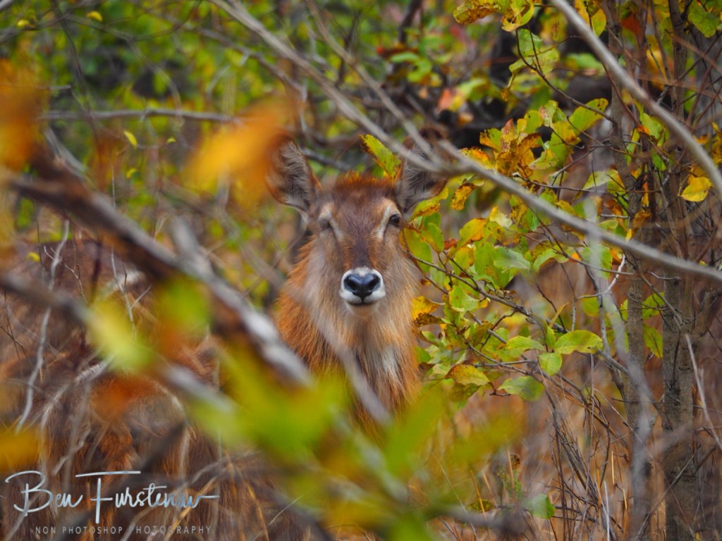 Majete Wildlife Reserve, Malawi, Africa