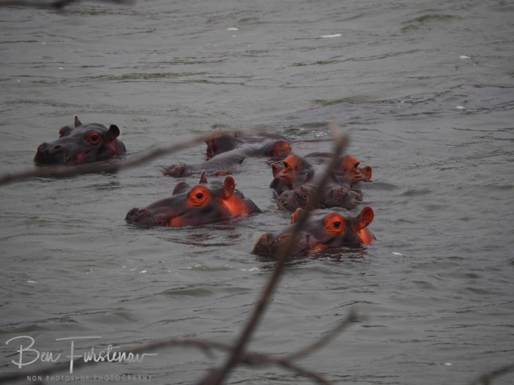 Majete Wildlife Reserve, Malawi, Africa