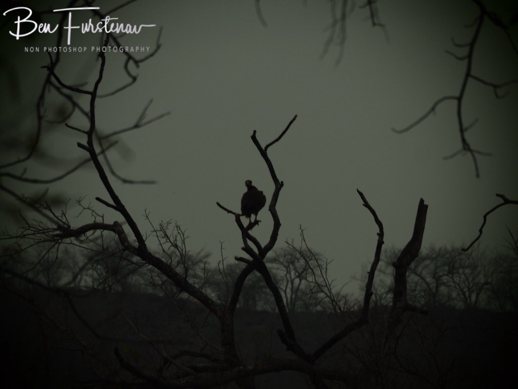 Majete Wildlife Reserve, Malawi, Africa