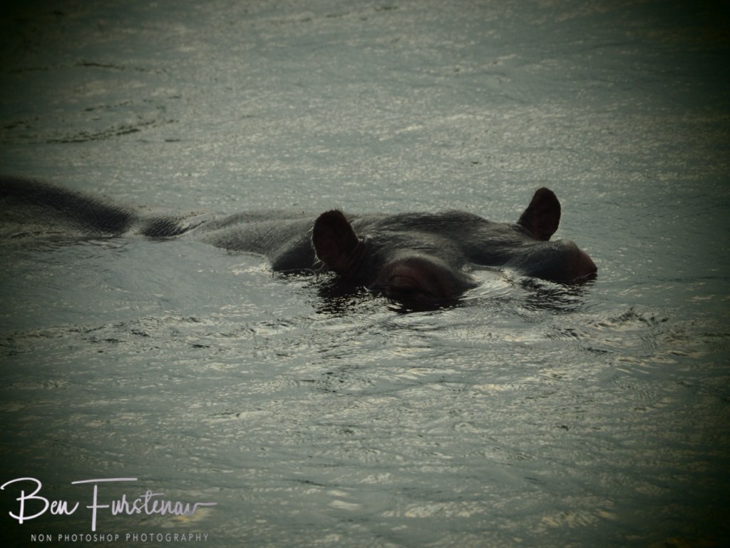 Majete Wildlife Reserve, Malawi, Africa