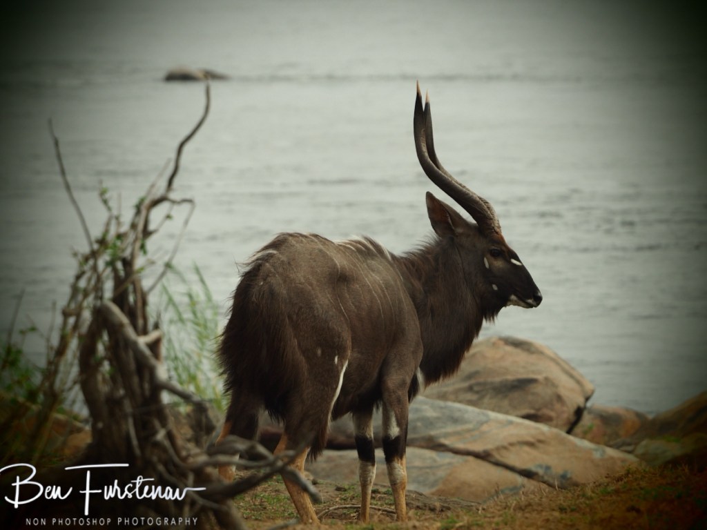 Majete Wildlife Reserve, Malawi, Africa