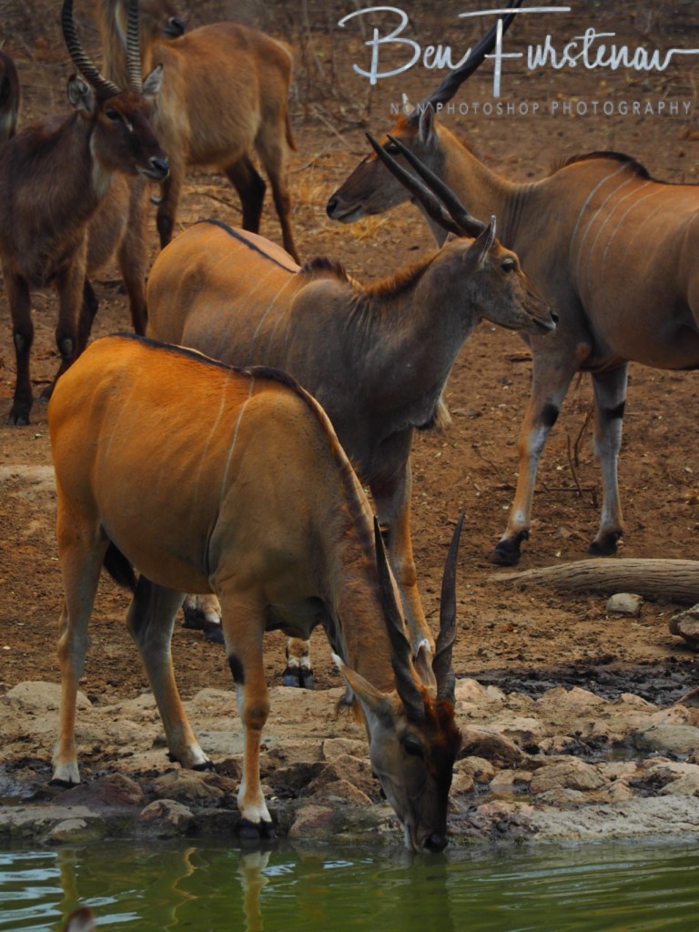 Majete Wildlife Reserve, Malawi, Africa