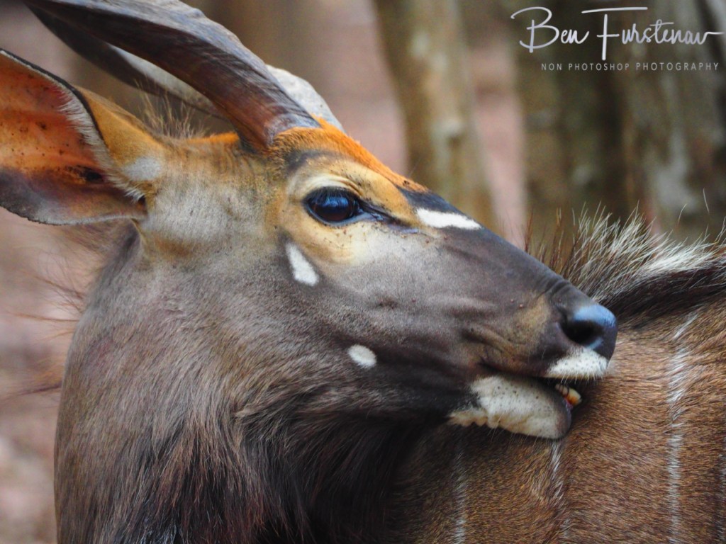 Majete Wildlife Reserve, Malawi, Africa