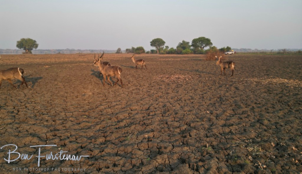 Liwonde National Park, Southern Malawi, Africa