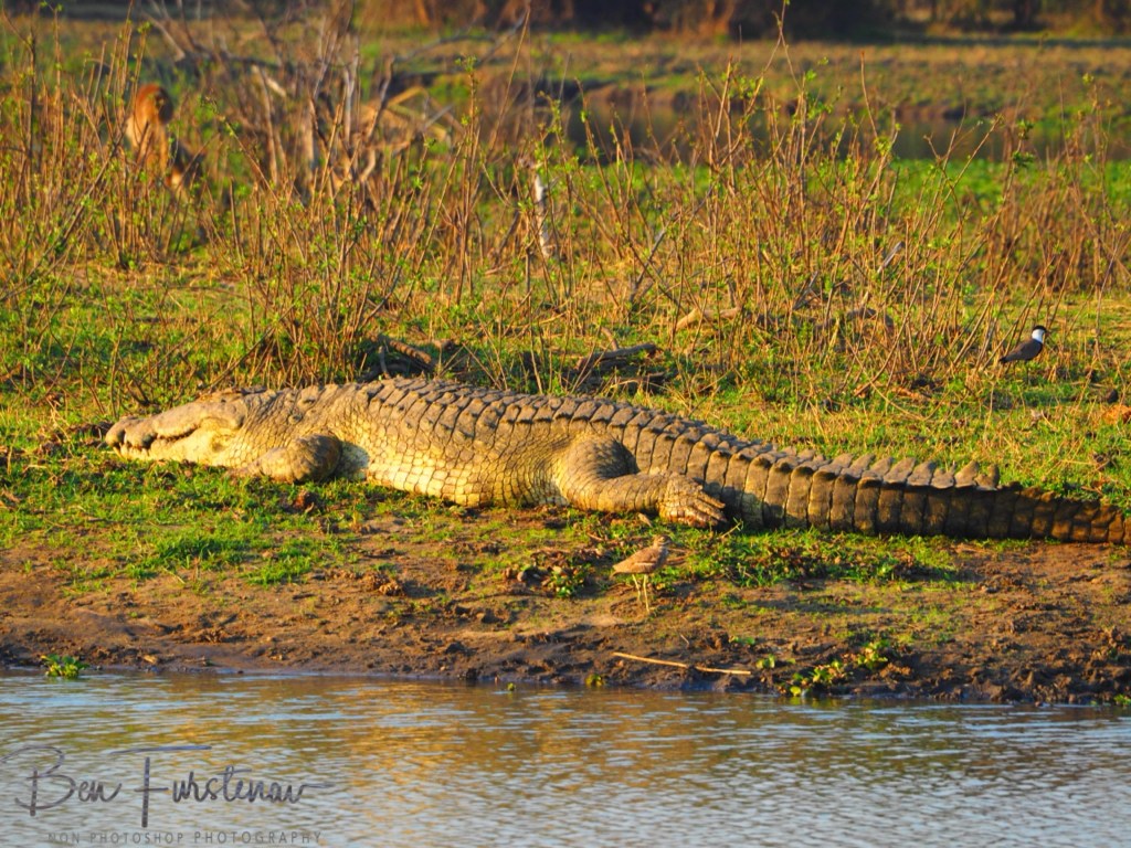 Liwonde National Park, Southern Malawi, Africa